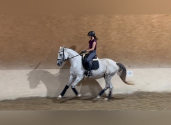 Trakehner, Giumenta, 10 Anni, 166 cm, Grigio trotinato