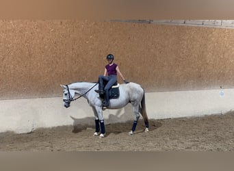 Trakehner, Giumenta, 10 Anni, 166 cm, Grigio trotinato