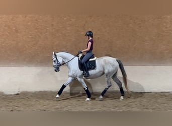 Trakehner, Giumenta, 10 Anni, 166 cm, Grigio trotinato