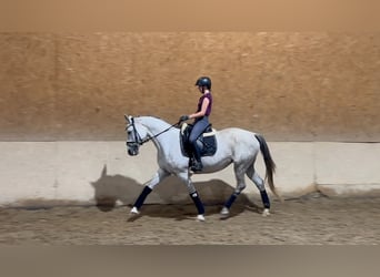 Trakehner, Giumenta, 10 Anni, 166 cm, Grigio trotinato