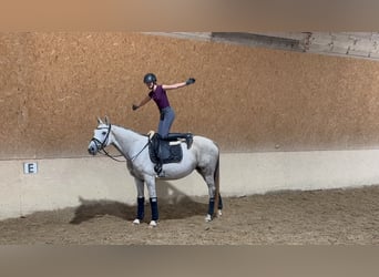 Trakehner, Giumenta, 10 Anni, 166 cm, Grigio trotinato