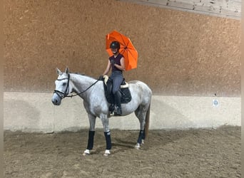 Trakehner, Giumenta, 10 Anni, 166 cm, Grigio trotinato