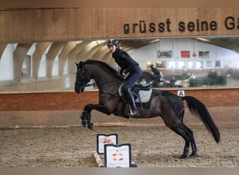 Trakehner, Giumenta, 10 Anni, 167 cm, Morello