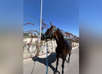 Trakehner, Giumenta, 10 Anni, 168 cm, Baio scuro