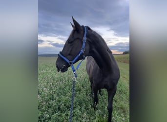 Trakehner, Giumenta, 10 Anni, 170 cm, Baio scuro