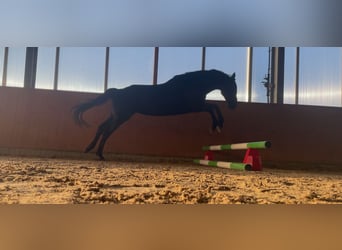 Trakehner, Giumenta, 10 Anni, 170 cm, Baio scuro