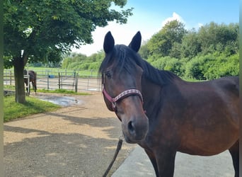 Trakehner, Giumenta, 10 Anni, 172 cm, Baio scuro