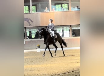 Trakehner, Giumenta, 10 Anni, 173 cm, Morello