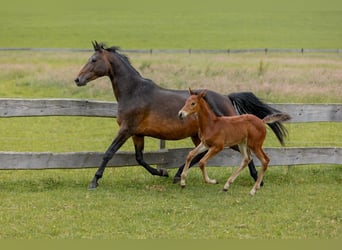 Trakehner, Giumenta, 10 Anni, Baio