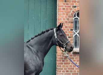 Trakehner, Giumenta, 11 Anni, 160 cm, Baio scuro