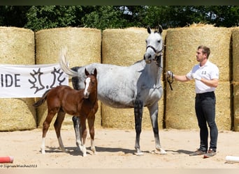 Trakehner, Giumenta, 11 Anni, 162 cm, Grigio