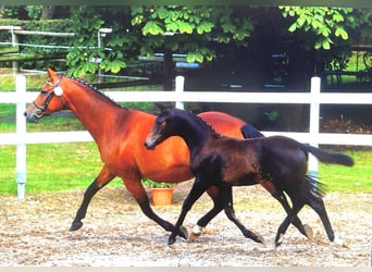 Trakehner, Giumenta, 12 Anni, 160 cm, Baio scuro