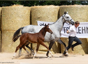 Trakehner, Giumenta, 12 Anni, 162 cm