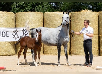 Trakehner, Giumenta, 12 Anni, 162 cm