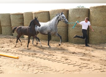 Trakehner, Giumenta, 12 Anni, 162 cm