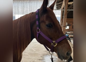 Trakehner Mix, Giumenta, 13 Anni, 157 cm, Sauro scuro