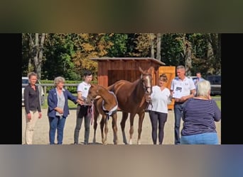 Trakehner, Giumenta, 13 Anni, 158 cm, Baio