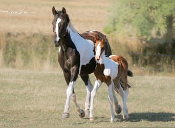 Trakehner, Giumenta, 13 Anni, 165 cm, Pezzato