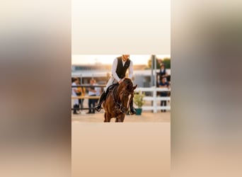 Trakehner Mix, Giumenta, 13 Anni, 167 cm, Sauro scuro