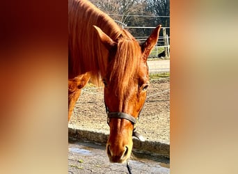Trakehner Mix, Giumenta, 14 Anni, 155 cm, Sauro scuro