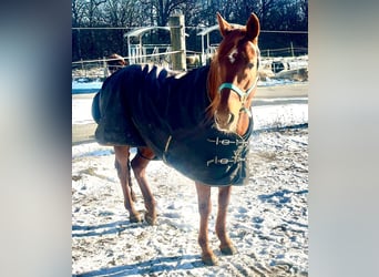 Trakehner Mix, Giumenta, 14 Anni, 155 cm, Sauro scuro