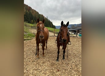 Trakehner Mix, Giumenta, 14 Anni, 158 cm, Sauro scuro