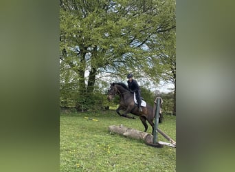 Trakehner, Giumenta, 14 Anni, 164 cm, Baio