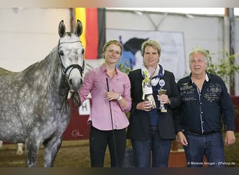 Trakehner, Giumenta, 14 Anni, 164 cm, Grigio