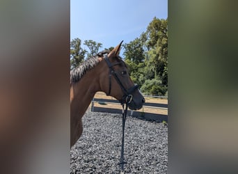 Trakehner, Giumenta, 14 Anni, 168 cm, Baio
