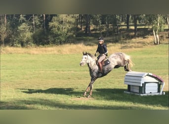 Trakehner, Giumenta, 15 Anni, 164 cm, Grigio trotinato