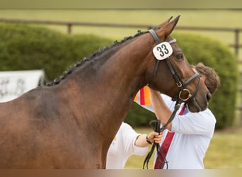 Trakehner, Giumenta, 15 Anni, 168 cm, Baio