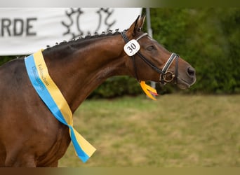 Trakehner, Giumenta, 15 Anni, 168 cm, Baio