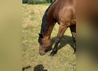 Trakehner, Giumenta, 15 Anni, Baio