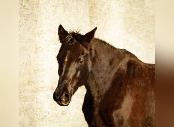 Trakehner, Giumenta, 16 Anni, 162 cm