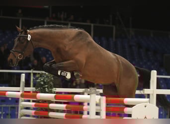 Trakehner, Giumenta, 16 Anni, 162 cm