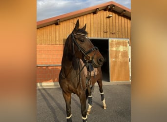 Trakehner, Giumenta, 17 Anni, Baio