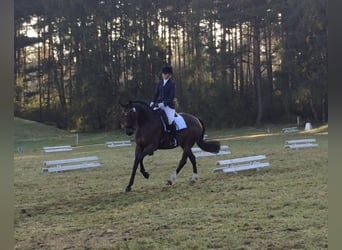 Trakehner, Giumenta, 17 Anni, Baio
