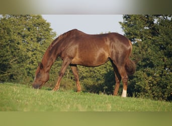 Trakehner, Giumenta, 18 Anni, Sauro scuro