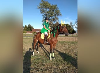 Trakehner, Giumenta, 19 Anni, 165 cm, Baio