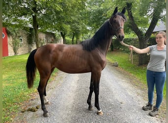 Trakehner, Giumenta, 1 Anno, 145 cm, Baio scuro
