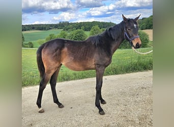 Trakehner, Giumenta, 1 Anno, 166 cm, Baio scuro