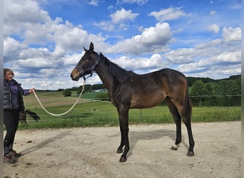 Trakehner, Giumenta, 1 Anno, 166 cm, Baio scuro