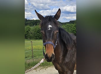 Trakehner, Giumenta, 1 Anno, 166 cm, Baio scuro