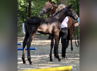 Trakehner, Giumenta, 1 Anno, 168 cm, Morello