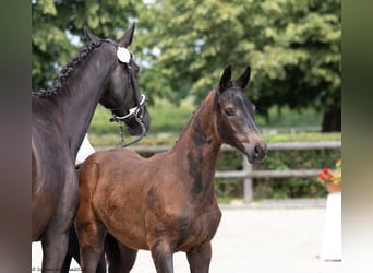 Trakehner, Giumenta, 1 Anno, 168 cm, Morello