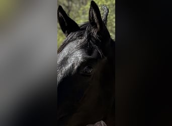 Trakehner, Giumenta, 1 Anno, 168 cm, Morello