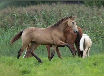 Trakehner, Giumenta, 1 Anno, 168 cm, Pelle di daino