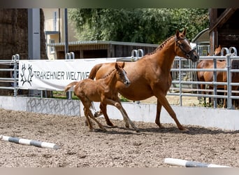 Trakehner, Giumenta, 1 Anno, 170 cm, Sauro