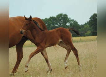 Trakehner, Giumenta, 1 Anno, Baio