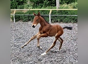 Trakehner, Giumenta, 1 Anno, Baio